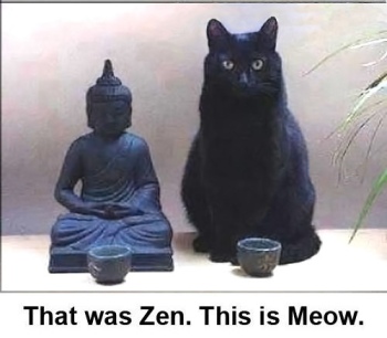 Zen Meow